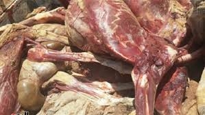 ضبط ٢ طن لحوم غير صالحة للاستهلاك الآدمى بكفر الشيخ